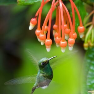 Booted Racket-tail Hummingbird - Mindo Cloud Forest - Ecuador